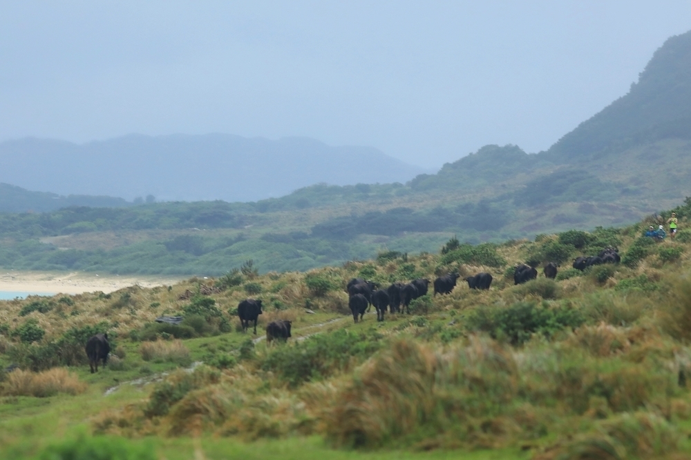 石垣島オーシャンビュートレイルラン＆ウォーク32kmコースの写真4