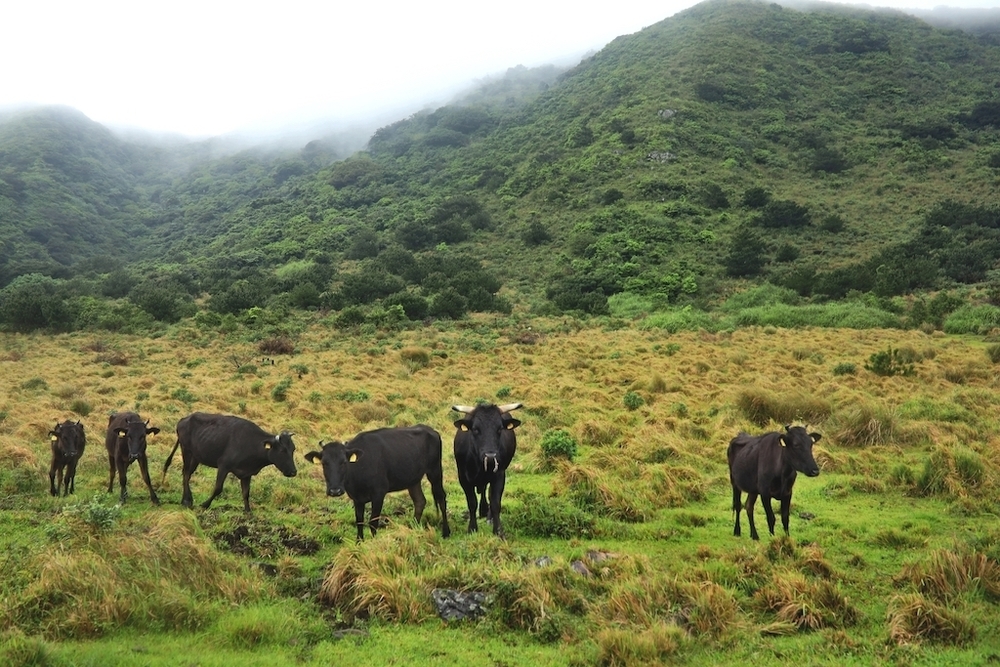 石垣島オーシャンビュートレイルラン＆ウォーク32kmコースの写真8