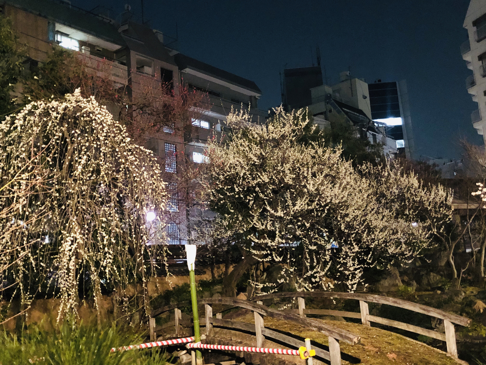 夜梅ランの写真4