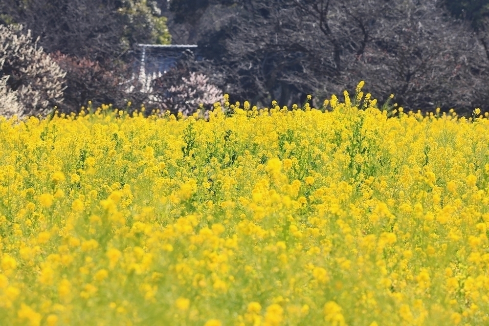 豊洲市場〜浜離宮恩賜庭園往復コースの写真3
