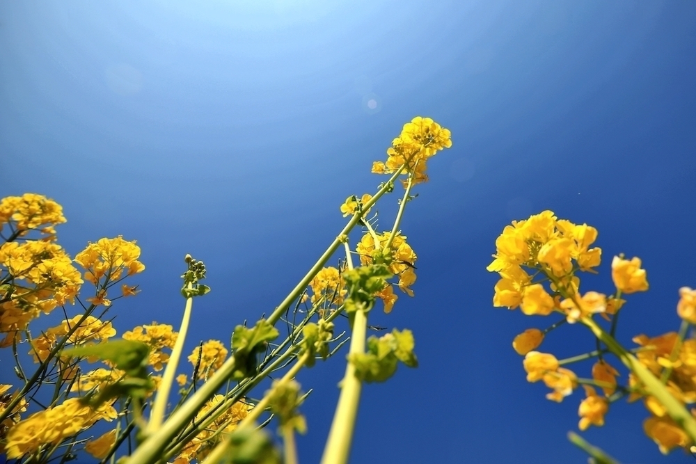 豊洲市場〜浜離宮恩賜庭園往復コースの写真4