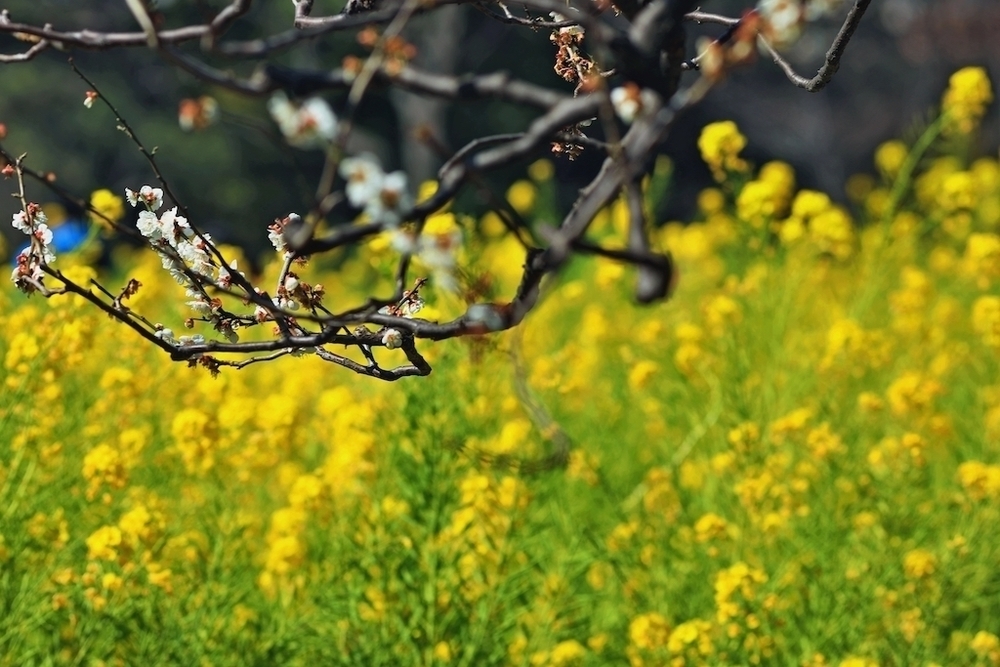 豊洲市場〜浜離宮恩賜庭園往復コースの写真5