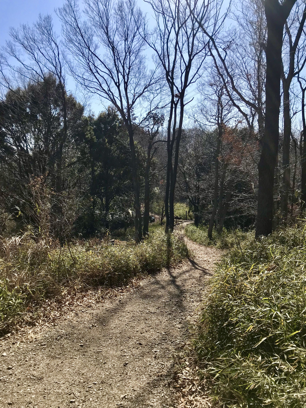 よこやまの道から南大沢 多摩丘陵17kの写真4