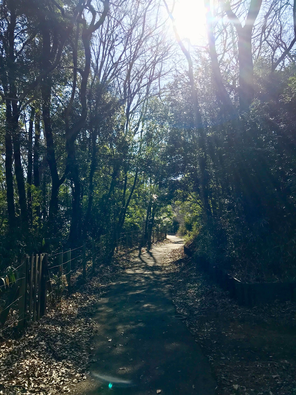 よこやまの道から南大沢 多摩丘陵17kの写真6