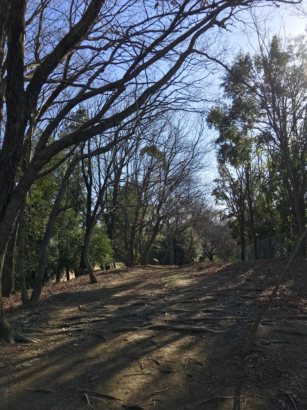 よこやまの道から南大沢 多摩丘陵17kの写真9