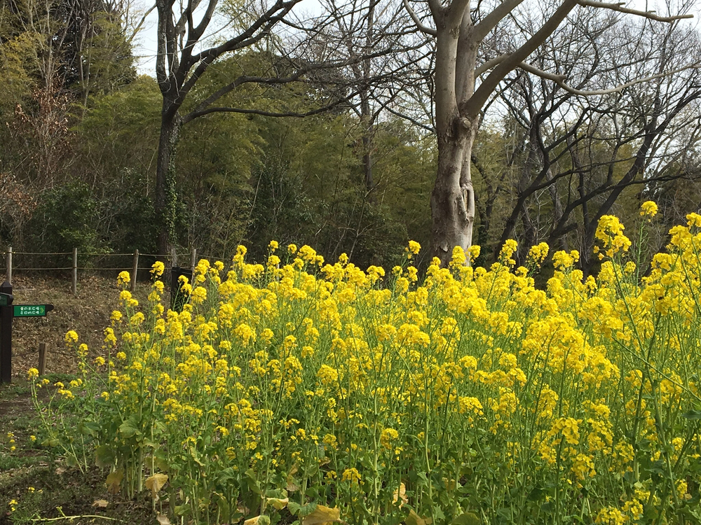 茅ヶ崎里山公園でおはなみと坂練の写真3