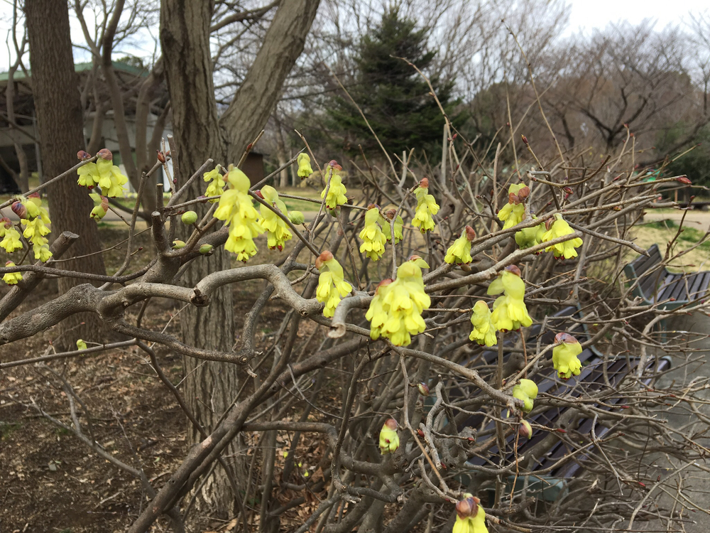 茅ヶ崎里山公園でおはなみと坂練の写真4