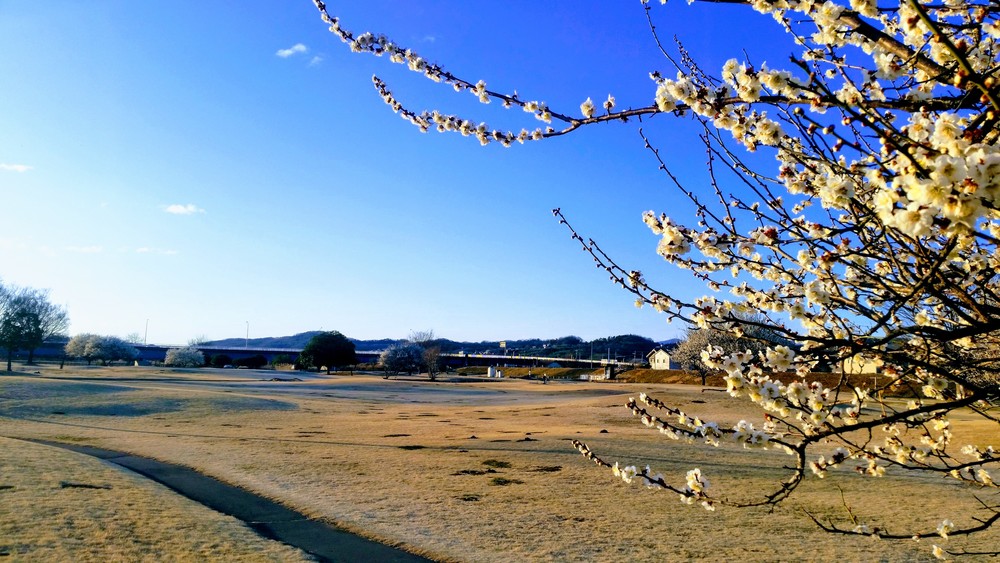 【出張朝ラン】高崎 石原緑地芝生ランの写真3