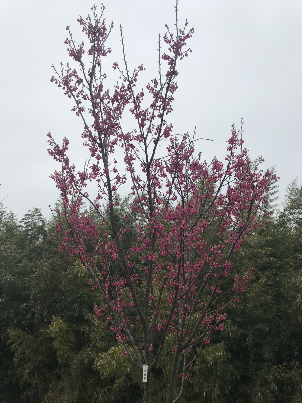 幕張、習志野花見ラン ハーフの写真3