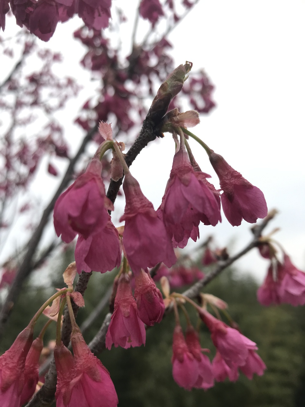 幕張、習志野花見ラン ハーフの写真4