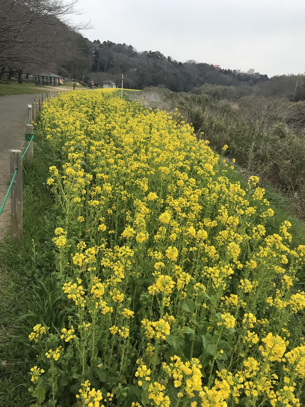 幕張、習志野花見ラン ハーフの写真5