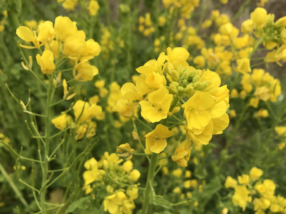 幕張、習志野花見ラン ハーフの写真6