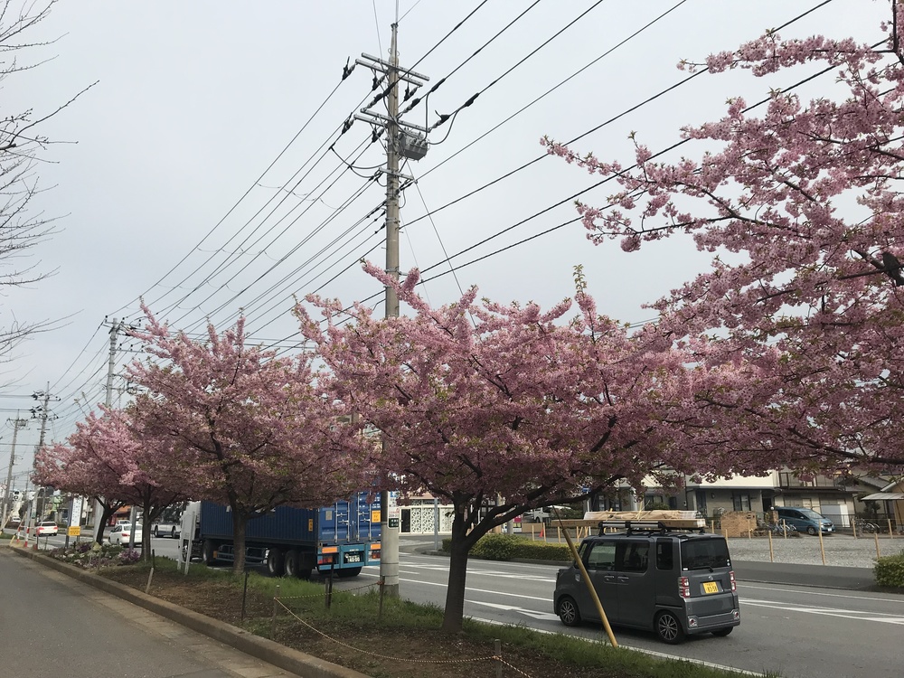 幕張、習志野花見ラン ハーフの写真7