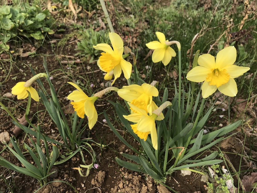 幕張、習志野花見ラン ハーフの写真8