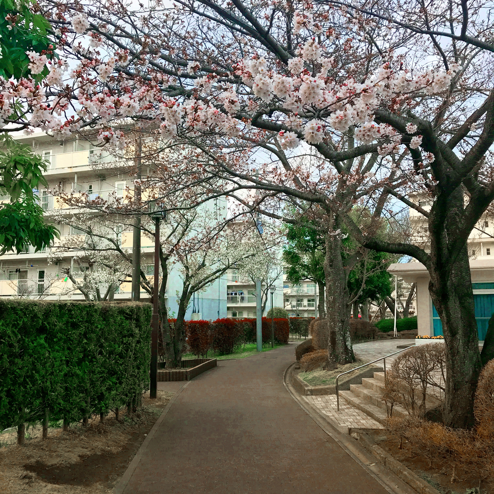 成田ニュータウントリム外回りの写真9