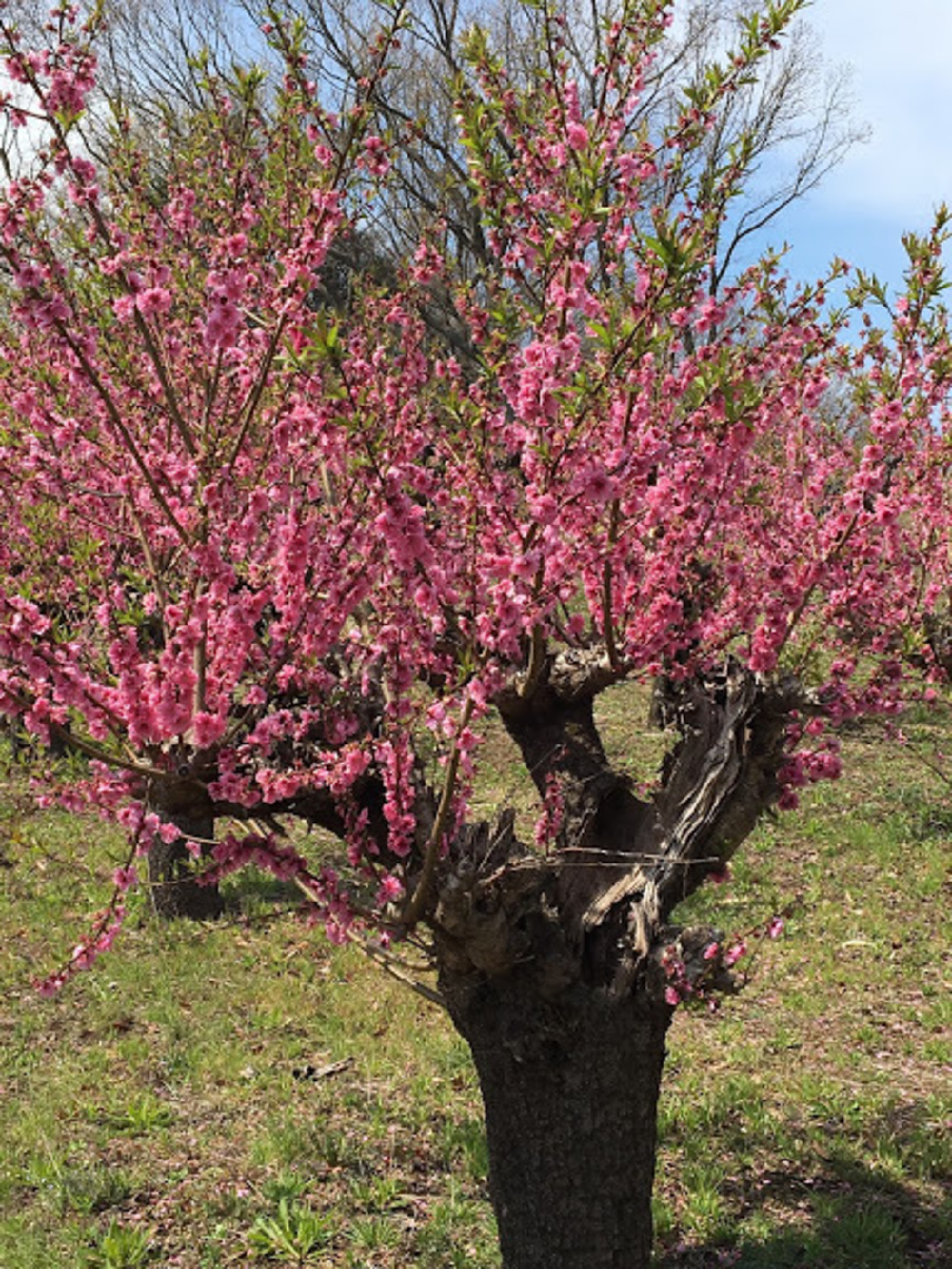 多摩丘陵を満喫！いいとこどりの13.5Kmの写真13