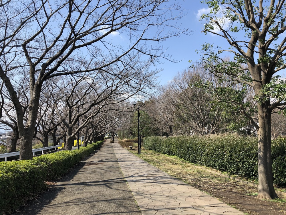 菜の花と桜並木の町田 尾根緑道ランの写真4