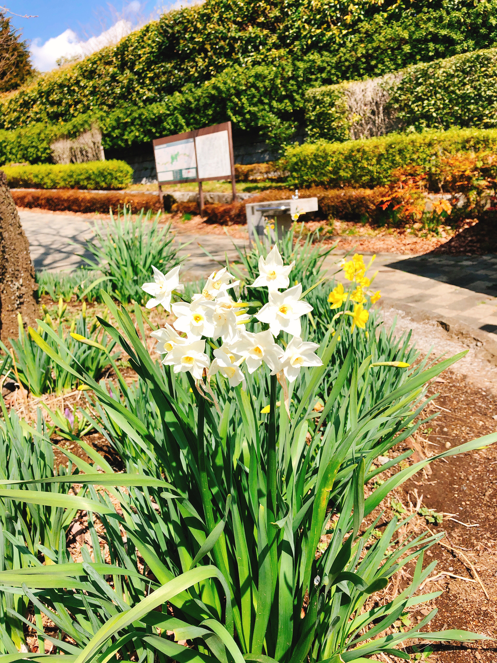 菜の花と桜並木の町田 尾根緑道ランの写真6