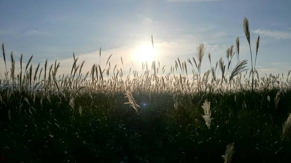 夢の中で見た、あの日。ってカピパラがささやくの。の写真3