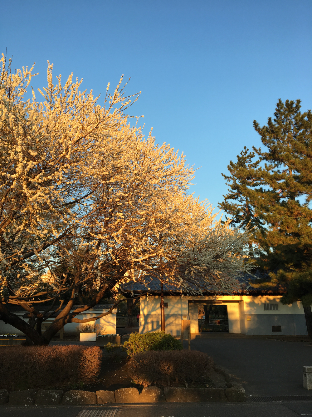 田柄用水と田柄川跡を辿る10kmの写真3