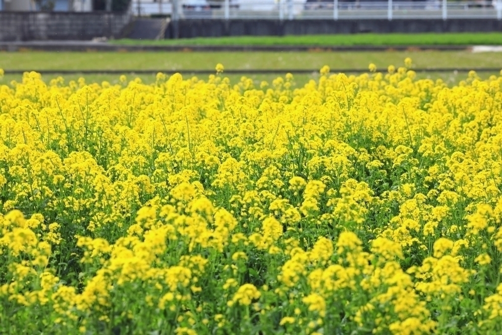 「讃岐うどん」巡りと「仏生山温泉」入浴コースの写真6
