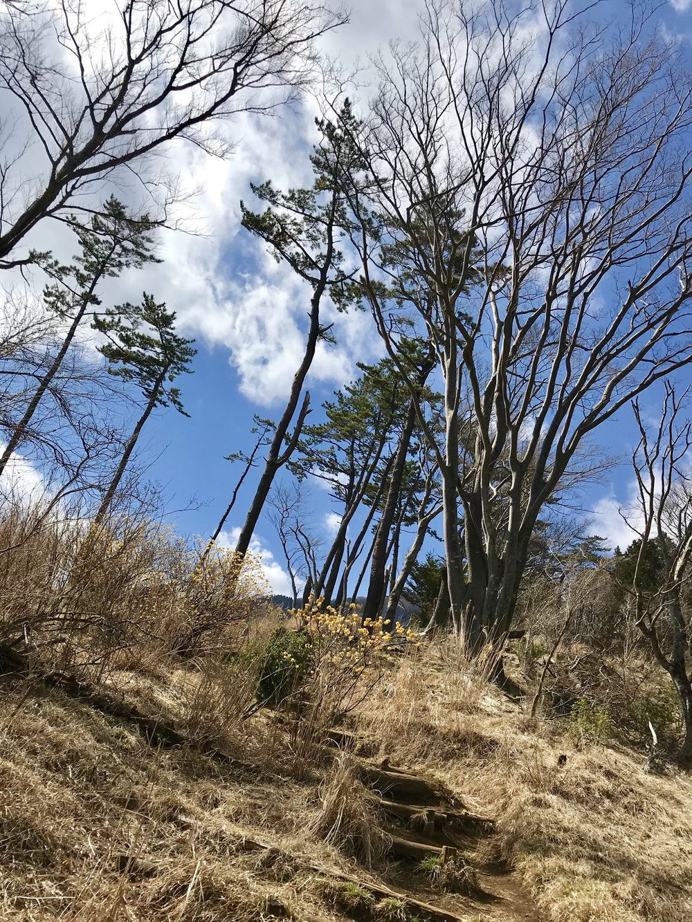丹沢大山 日向薬師から鶴巻温泉 18kの写真4