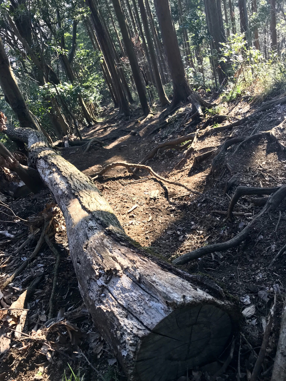 丹沢大山 日向薬師から鶴巻温泉 18kの写真7