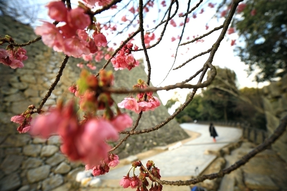 道後温泉〜松山城往復コースの写真7
