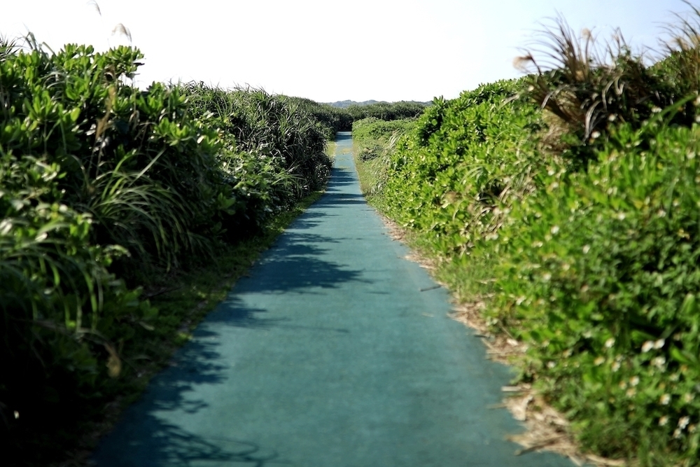 東のオアシス・東平安名崎ランの写真4