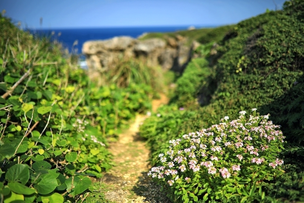 東のオアシス・東平安名崎ランの写真5