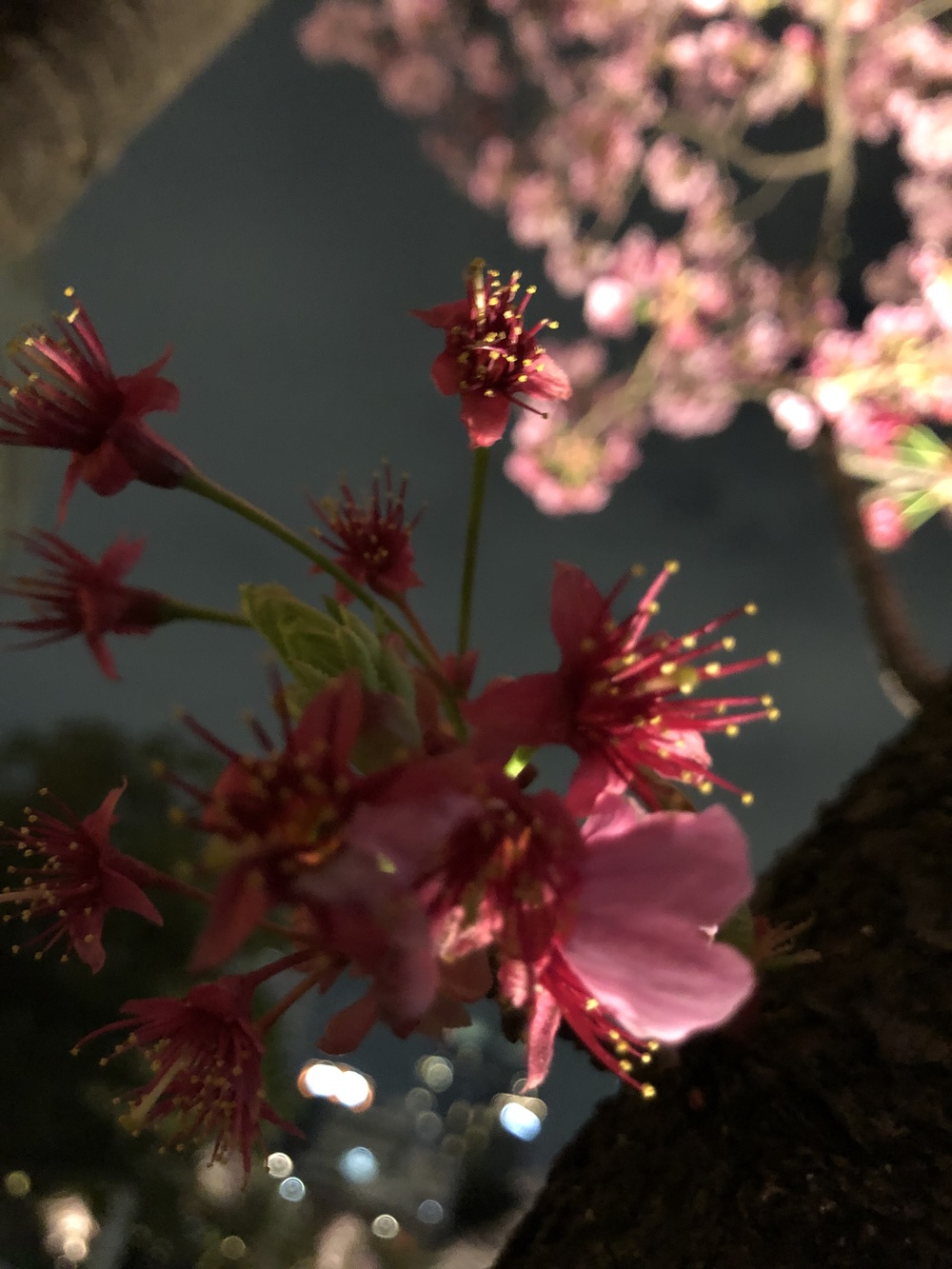 六本木夜桜ランの写真3