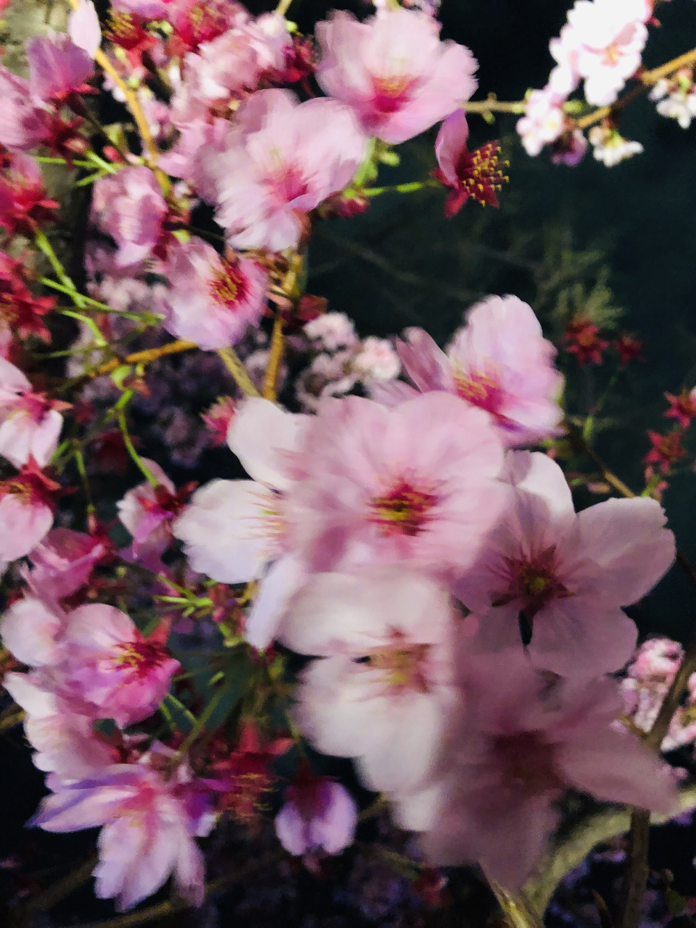 六本木夜桜ランの写真4