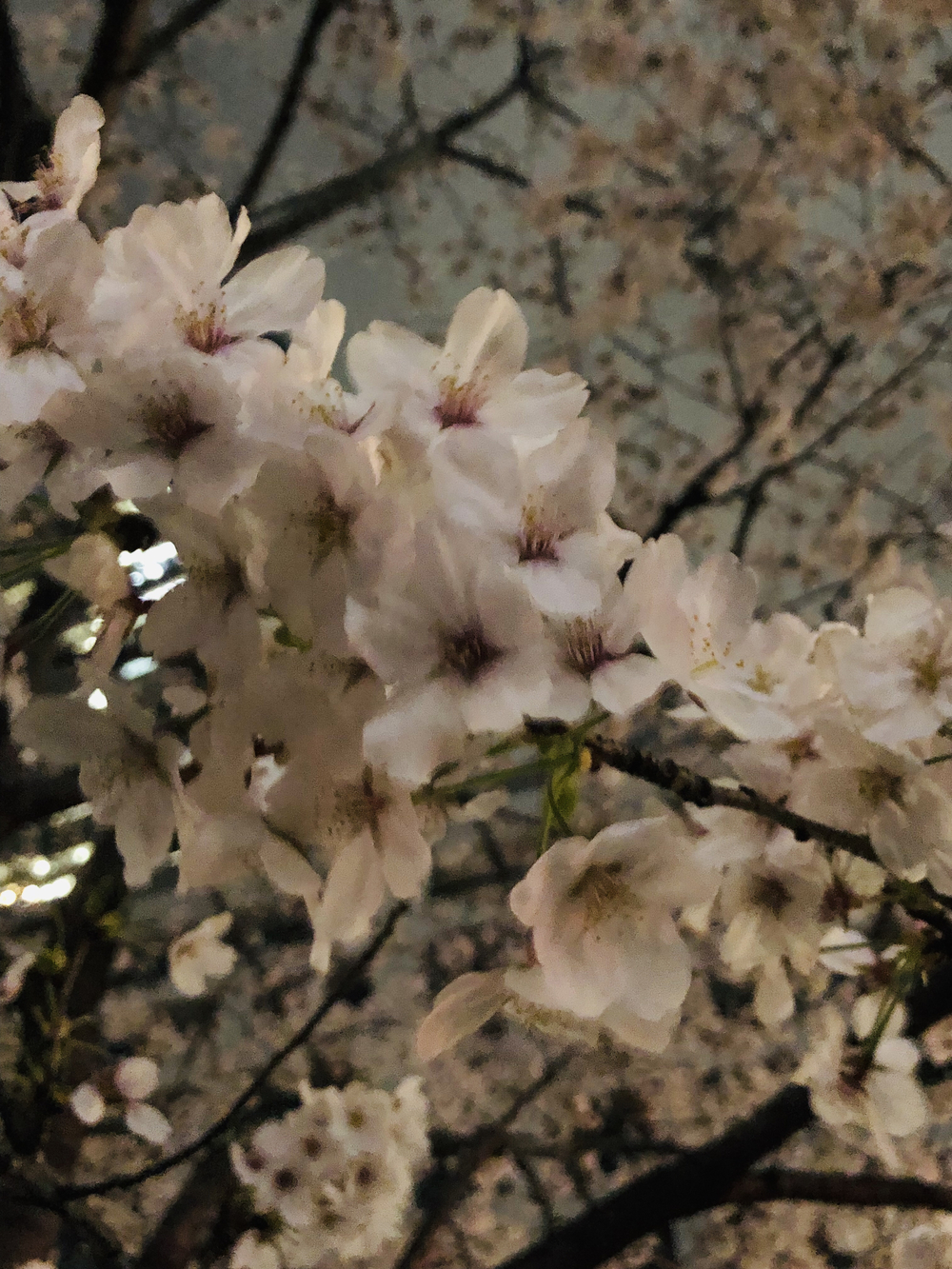 六本木夜桜ランの写真5