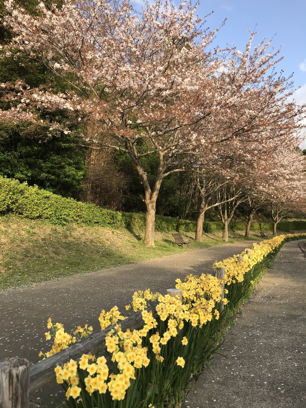 房総のむら&坂田ヶ池トレランの写真7