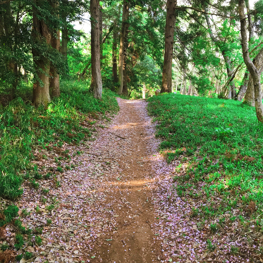 房総のむら&坂田ヶ池トレランの写真8