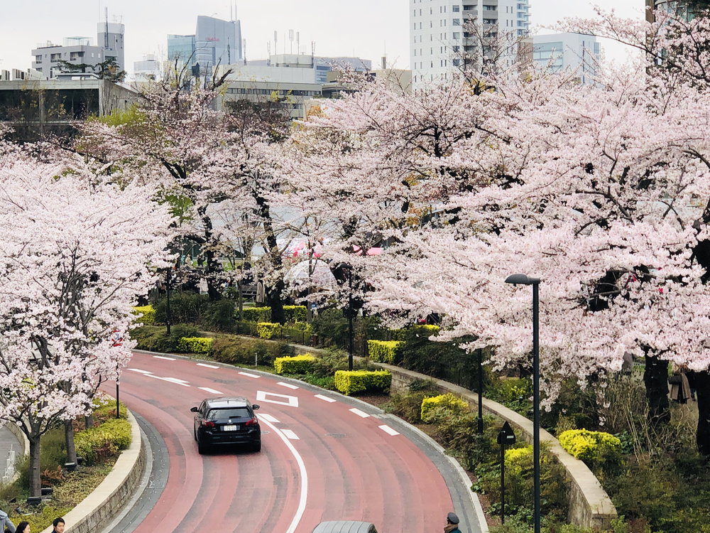 赤坂、六本木桜ランの写真3