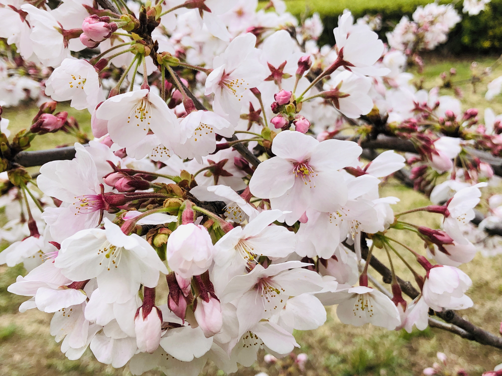 赤坂、六本木桜ランの写真4