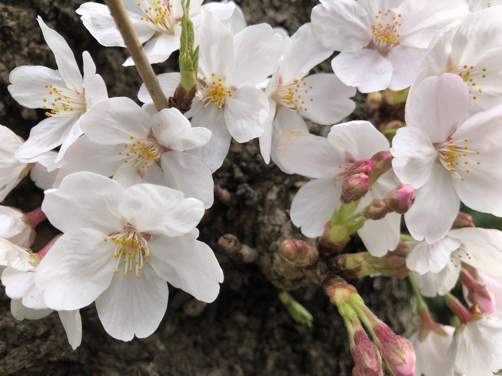 赤坂、六本木桜ランの写真5