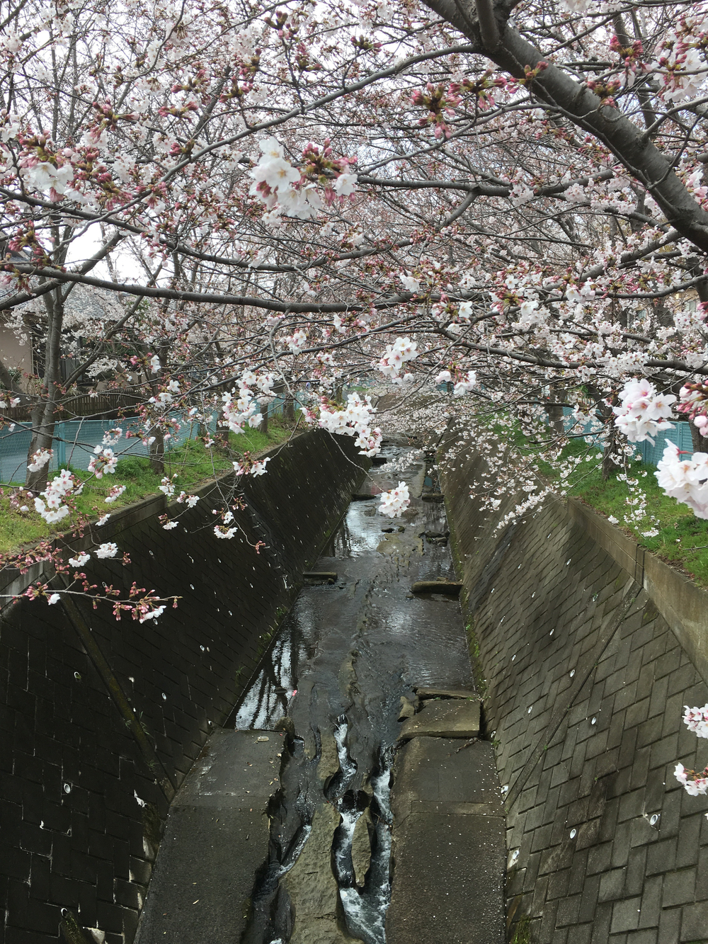 updown連続ラン！  川崎市  宮前区  多摩区  高津区の写真5