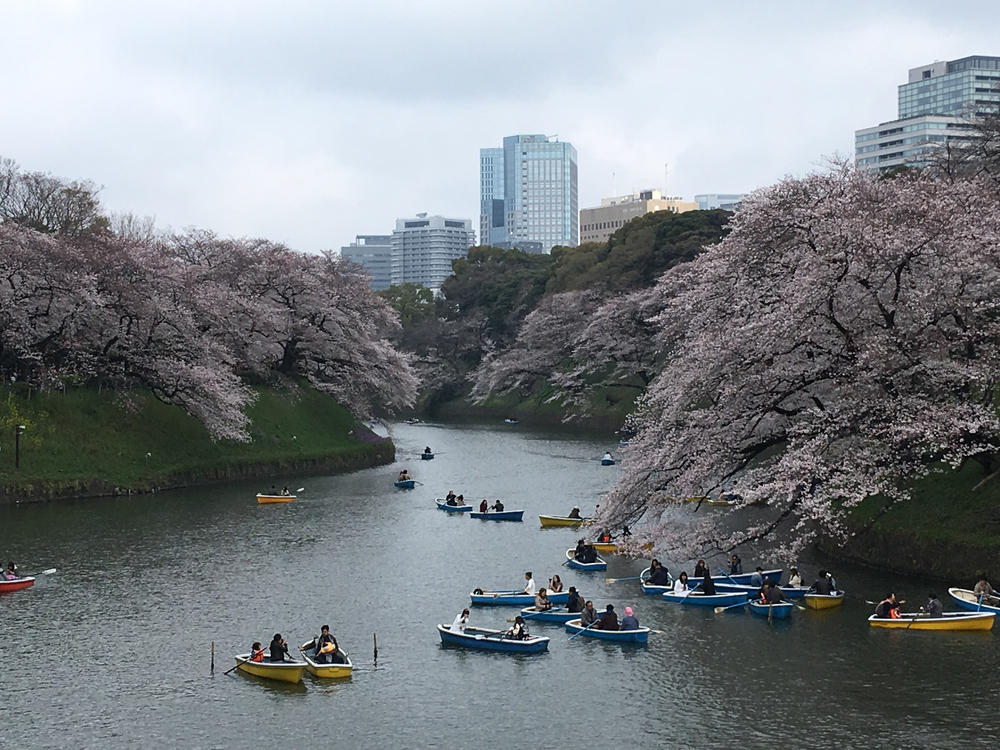 【お江戸 花のラン・花見名所めぐり】の写真3