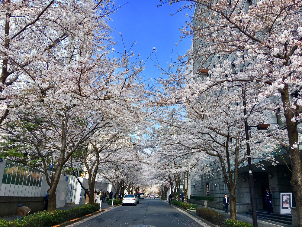 【お江戸 花のラン・花見名所めぐり】の写真4