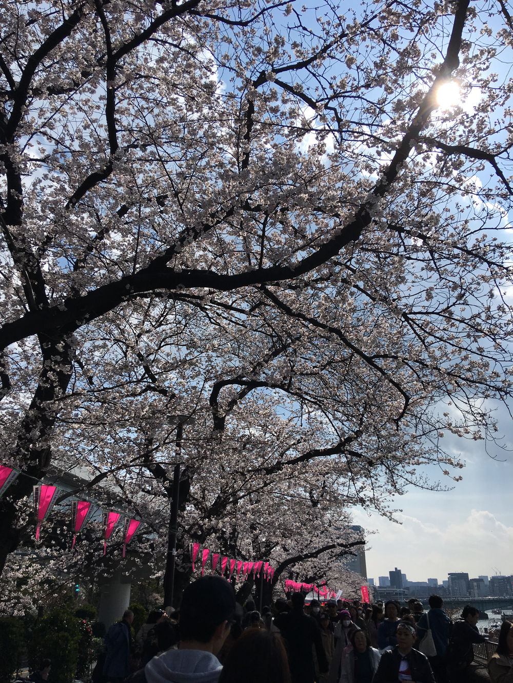 【お江戸 花のラン・花見名所めぐり】の写真5