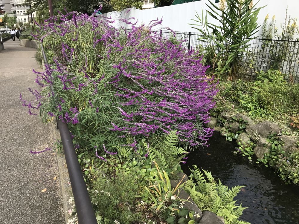 目黒川緑道〜太子堂八幡神社の写真4