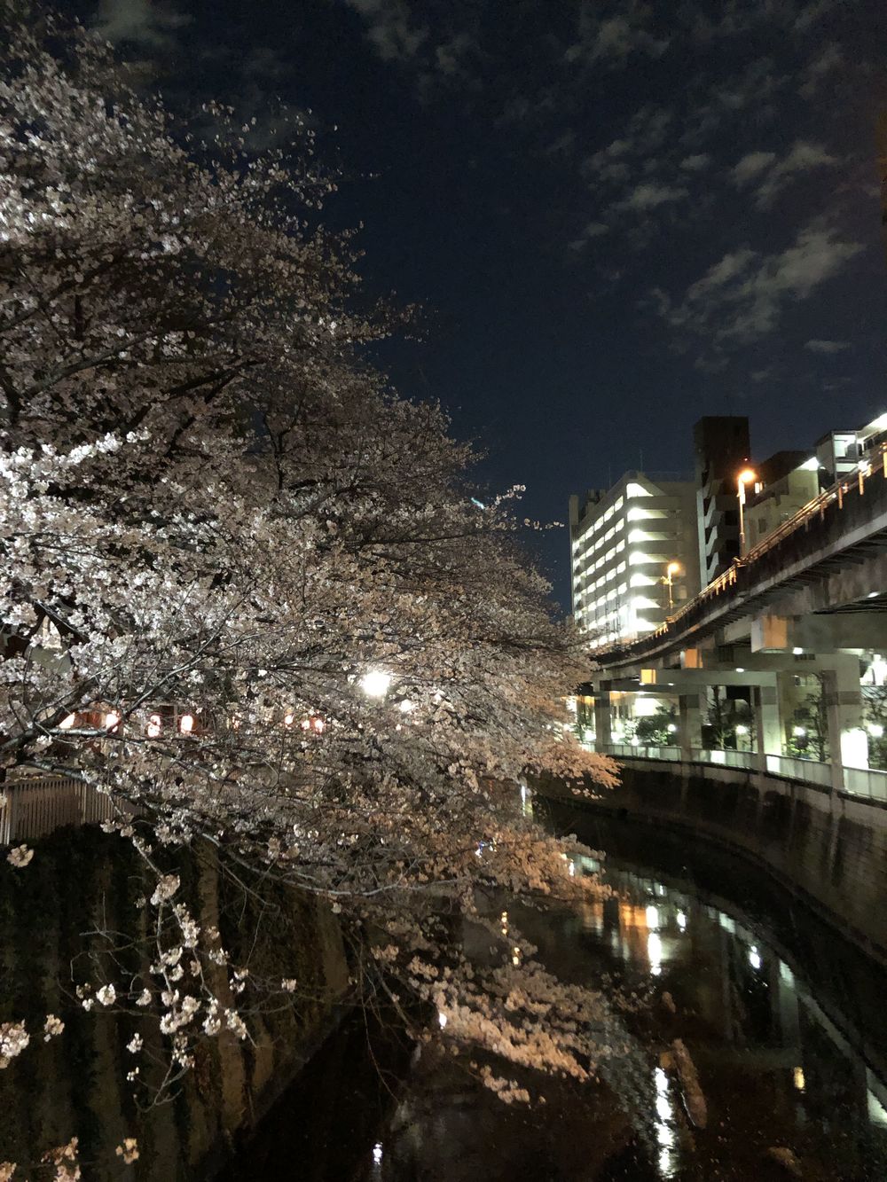 文の京(ふみのみやこ)夜桜巡りお花見ランニングの写真3