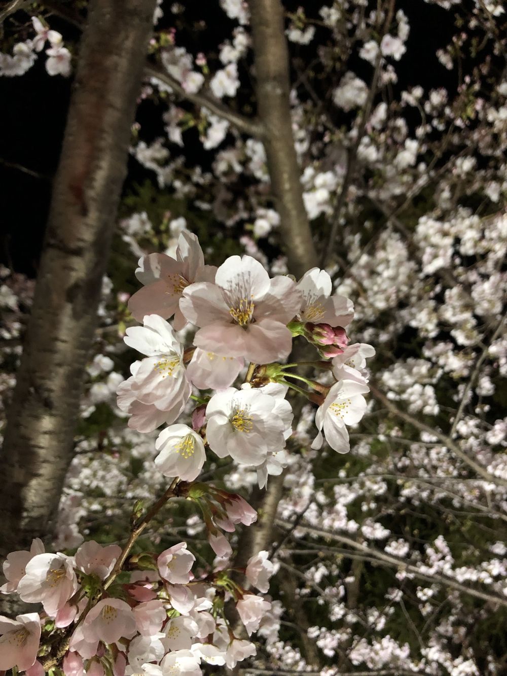 文の京(ふみのみやこ)夜桜巡りお花見ランニングの写真4