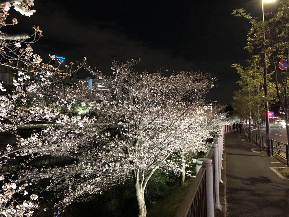 文の京(ふみのみやこ)夜桜巡りお花見ランニングの写真5