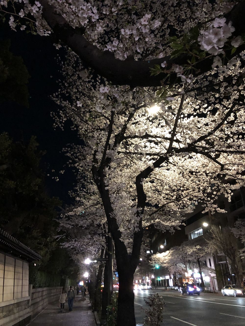 文の京(ふみのみやこ)夜桜巡りお花見ランニングの写真6