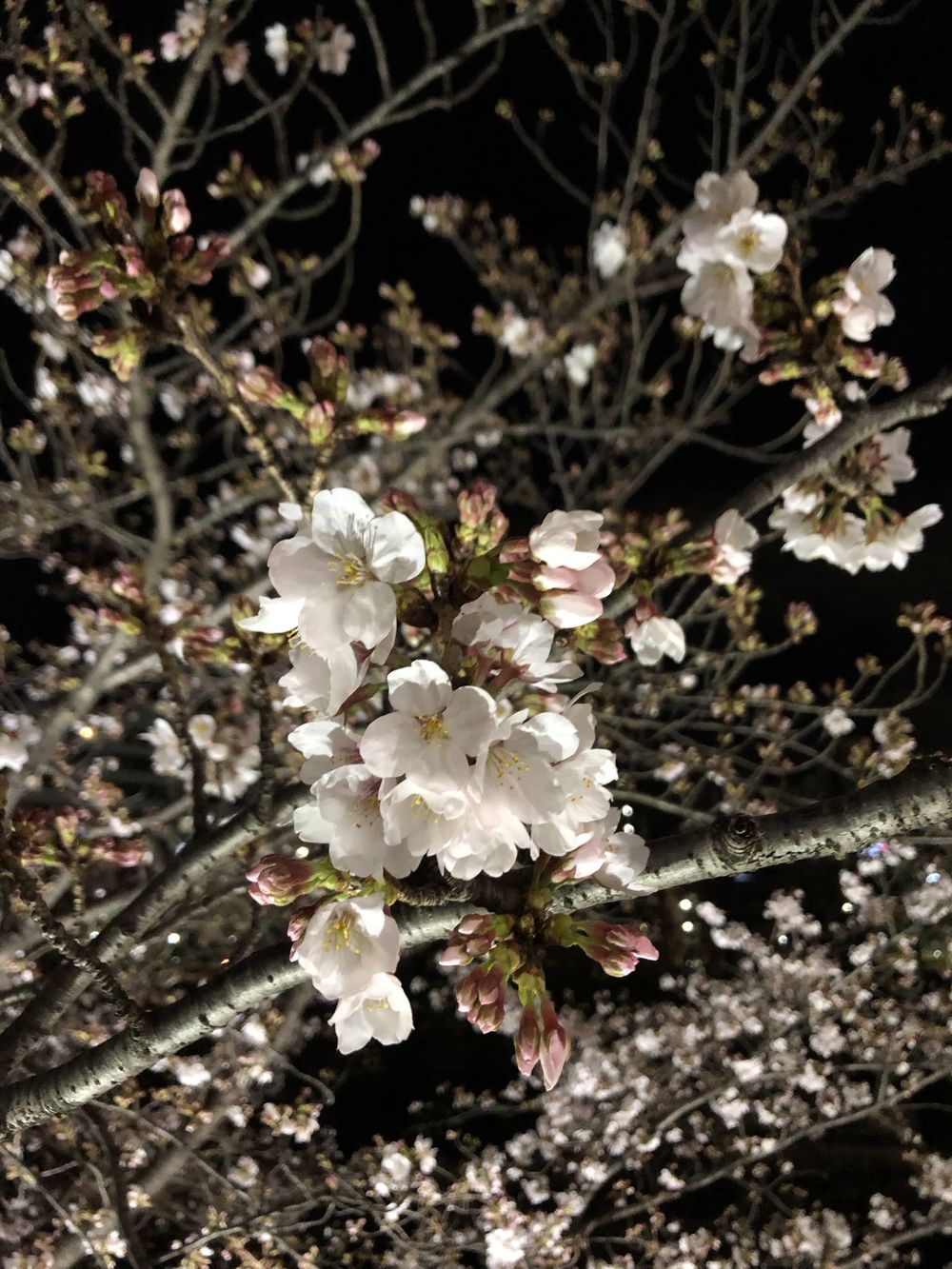 文の京(ふみのみやこ)夜桜巡りお花見ランニングの写真7