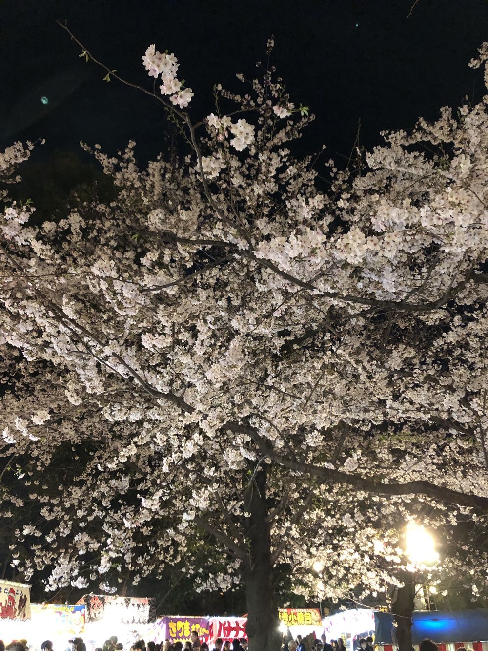 文の京(ふみのみやこ)夜桜巡りお花見ランニングの写真9