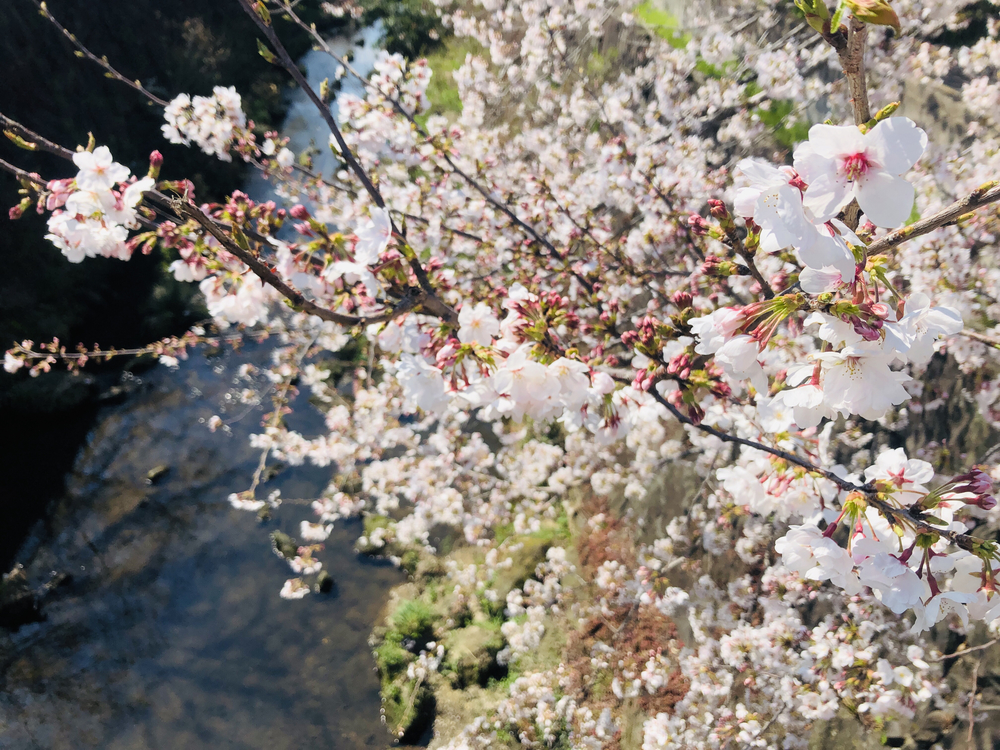 ＼名古屋の桜名所／山崎川　お花見RUNの写真3